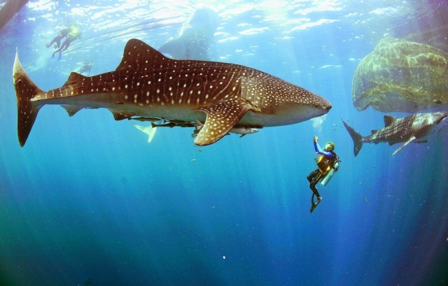 Buceo con tiburon ballena